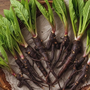 May include: Close-up of several dark brown roots with green leafy tops. The roots are arranged on a light-colored cloth inside a woven basket. The leaves are a vibrant green, and the roots have a textured appearance.
