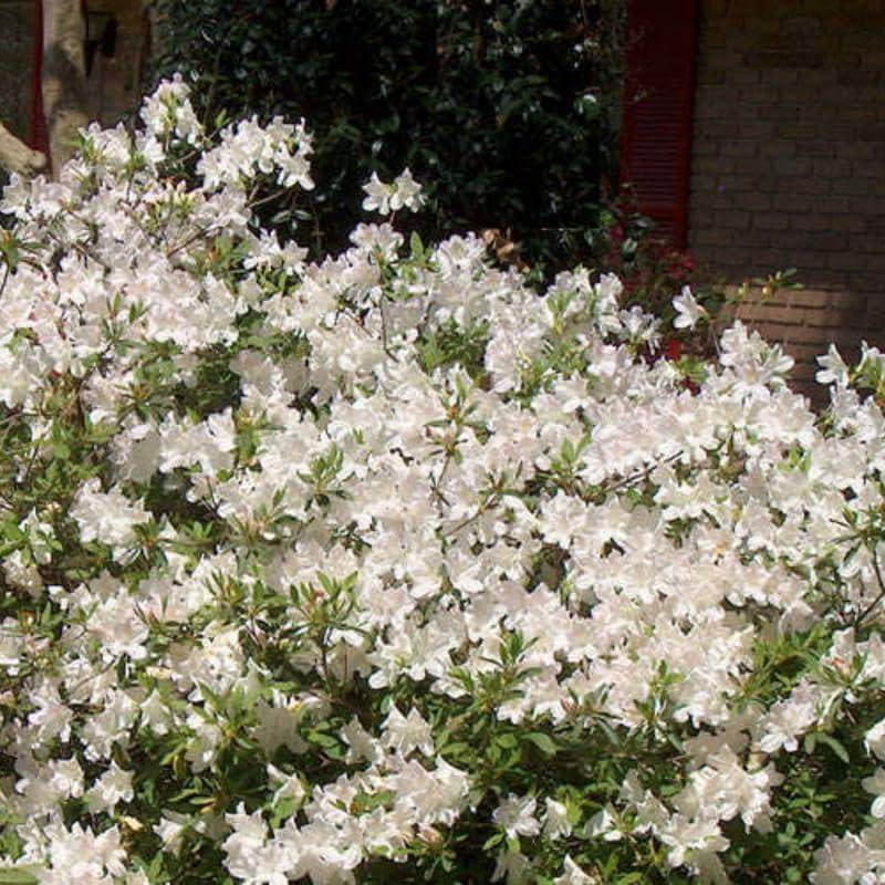 White Reblooming Azalea Rhododendron Plant Live in 4 Inch Pot