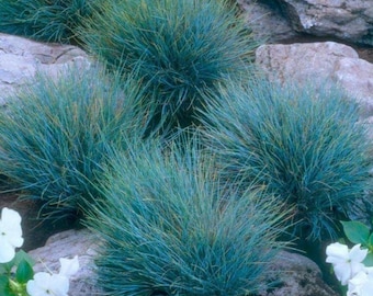 2 Pots 4 Plants Blue Fescue Grass Live Plants, Each Pot 2 Plants Grass Ornamental for Outdoor Planting