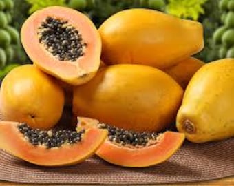2 Marodal Papaya 4in pot