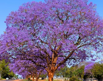 Jacaranda Tree Plant Live, Purple Jacaranda Mimosifolia Tree 6-9 Inches Potted, Ornamental Tree for Outdoor Garden