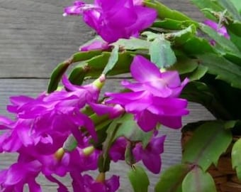 Purple Thanksgiving Cactus 6in pot