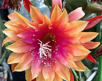 2 Epiphyllum Plants Live, Orange Epiphyllum Orchid Cactus Plants