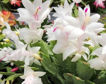 White Thanksgiving Cactus 2in pot
