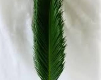 Fresh Sago Palm Stems | Florida Tropical Wedding Decor | Boho Floral Greenery