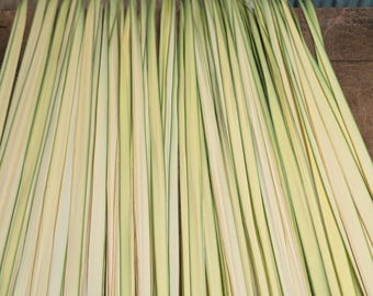 Palm Strips for Basket Weaving | Sabal Palm Leaves | Florida Boho Craft