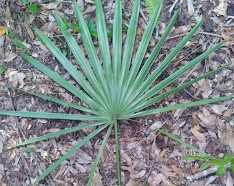Tropical Palm Fan Bunches | Boho Wedding & Party Decor | Florida Liturgical Fans