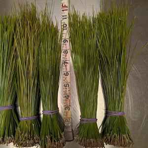 May include: Five bundles of long, slender green pine needles, each secured with a purple rubber band. A white measuring tape is positioned vertically between the bundles, showing the needles measure approximately 13 inches in total length.