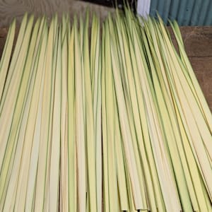 Palm Strips- Liturgical Palm leaves, Basket Weaving, Church Crafts