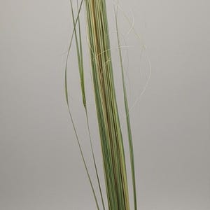 May include: A bundle of dried ornamental grass with long, slender green blades and subtle yellow and brown accents. The stems are tightly bound at the base, creating a natural, textured look, perfect for home decor.