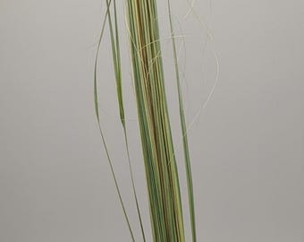 Fresh Florida Palm Bud Stalk | Strip Ready Liturgical Material | DIY Palm Weaving