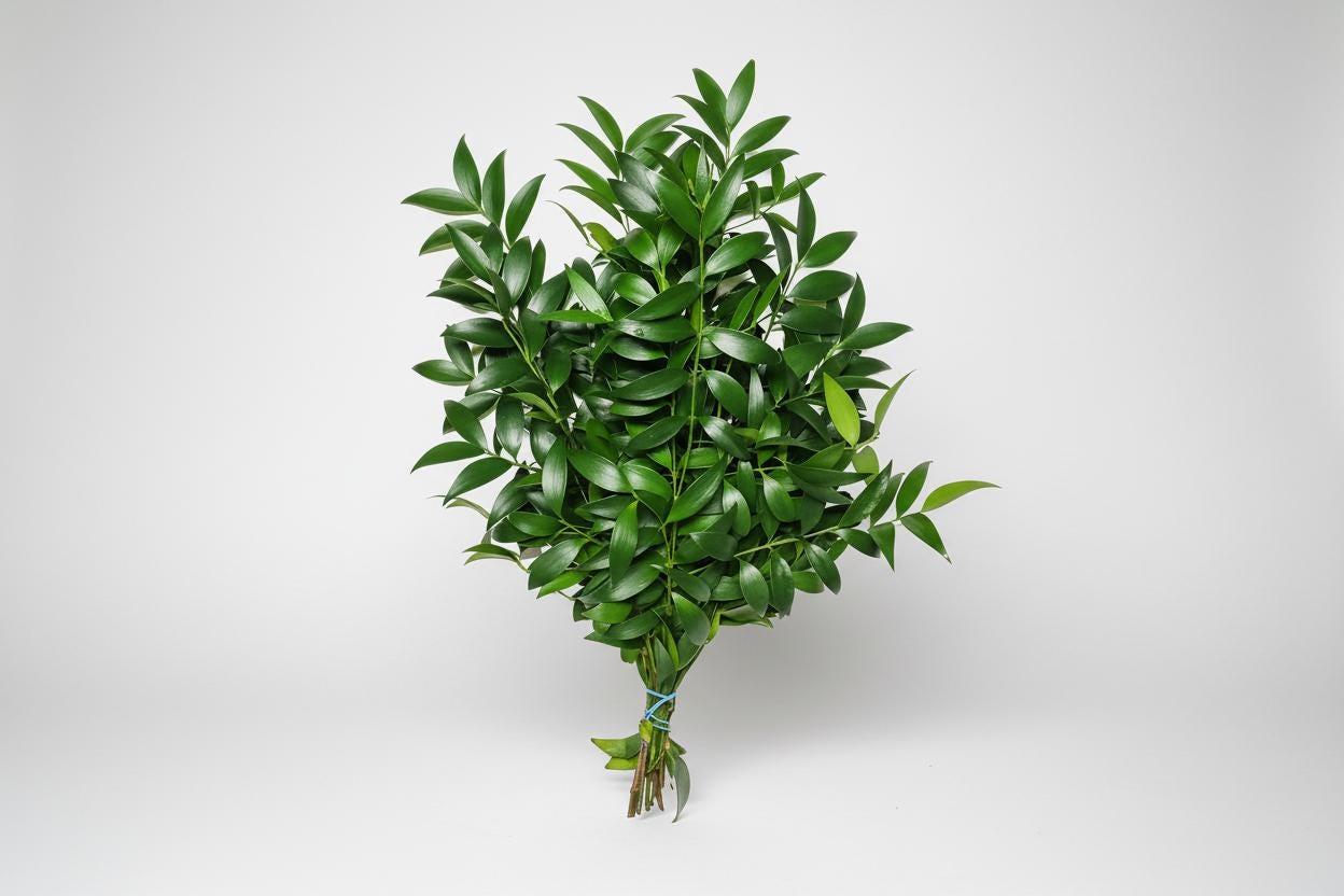 Podocarpus Nagi - Etsy