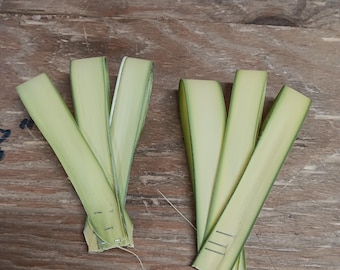 Fresh Sabal Palm Loops | Authentic Florida Liturgical Supplies | DIY Church Decor Crafts Cross Making