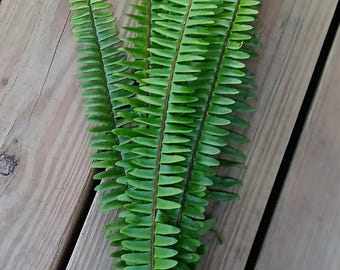 Sword Fern- Fresh Florida Greenery