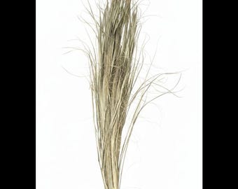 Authentic Florida Botanical Palm Branch | Dried Tropical Home Decor | Party Decoration