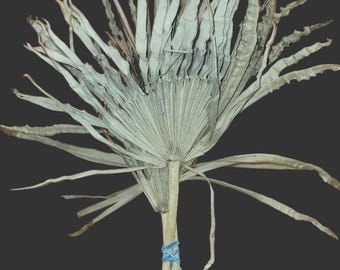 Dried Botanicals Authentic TINY Crinkled Palmetto RARE