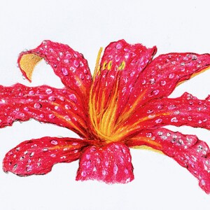 Peut inclure: Illustration dessinée à la main d'une fleur rouge avec des gouttelettes d'eau. Les pétales sont d'un rouge profond avec des accents jaunes et oranges au centre. L'arrière-plan blanc met en valeur les détails complexes de l'œuvre.