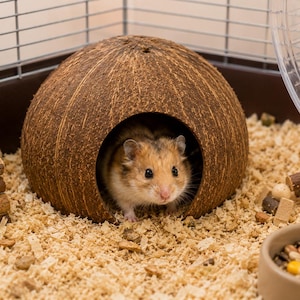 May include: A small brown and white hamster peeking out from inside a round, textured brown coconut shell hideout. The coconut shell has a smooth circular opening and a rough, fibrous exterior surface, providing a natural shelter for the small rodent.