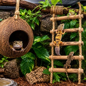 May include: A brown coconut shell hideout hanging from a rope and a wooden ladder with rope sides inside a terrarium. A spotted leopard gecko sits inside the coconut, while another leopard gecko and a small lizard climb the wooden ladder.