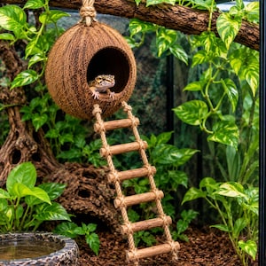 May include: A brown coconut shell hideout with a circular opening, suspended by a thick rope, featuring a matching wooden ladder with five rungs attached to the entrance. A small spotted lizard is visible inside the coconut shell structure.