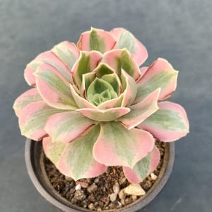 Op de afbeelding: Een bonte vetplant met dikke, vlezige bladeren gerangschikt in een strak rozetpatroon. De bladeren hebben een mix van zacht pastelroze en lichtgroene kleuren, waarbij sommige randen subtiele bruine tinten vertonen in een donkere pot.
