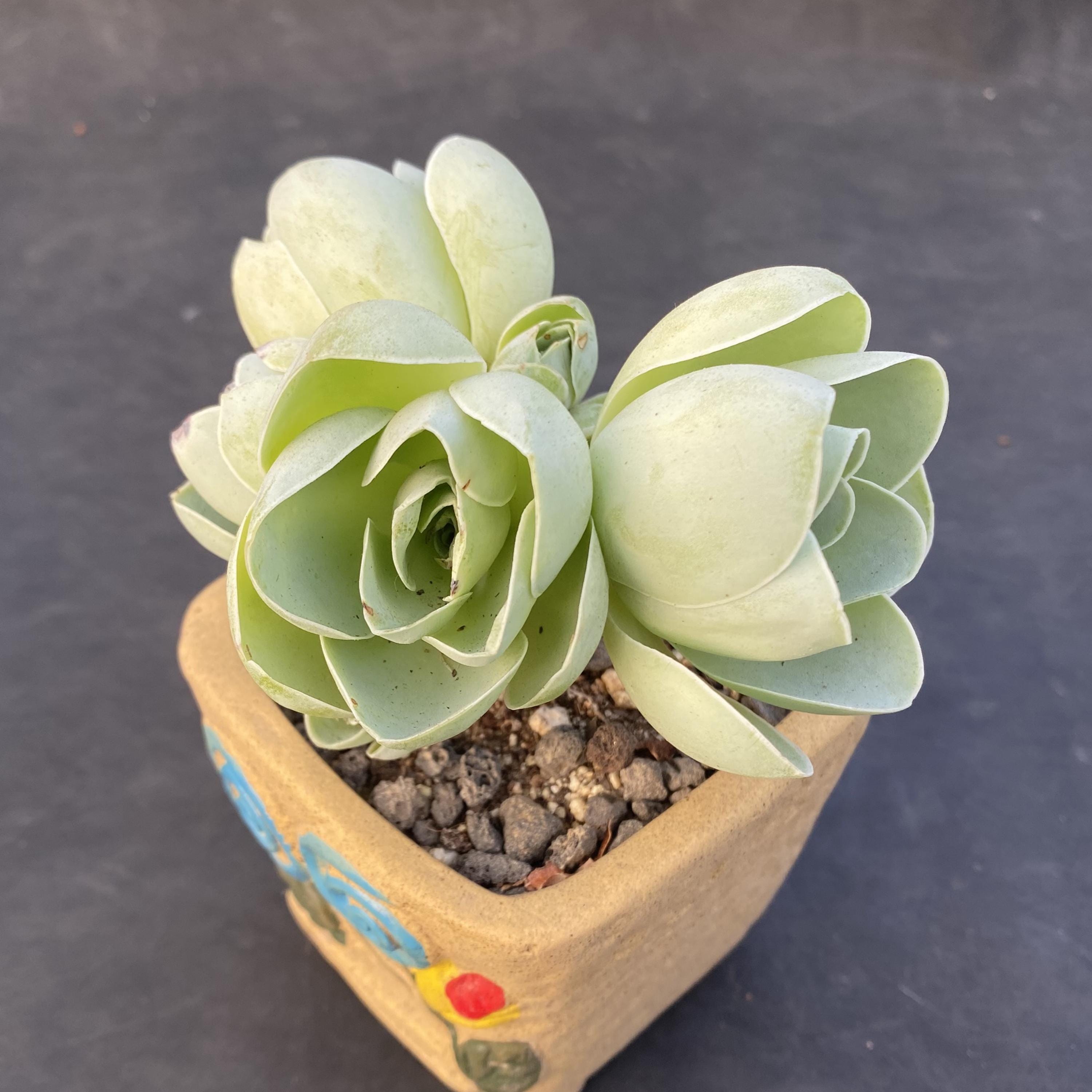 Aeonium mountain rose plant - Etsy 日本