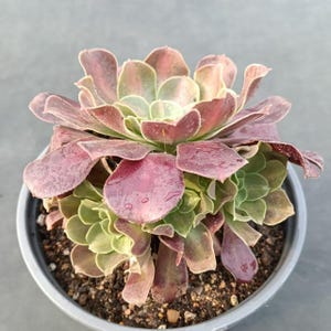 Op de afbeelding: Een vetplant met gelaagde, vlezige bladeren in tinten diep bordeaux, paars en gedempt groen. De plant heeft een rozetvorm met kleinere uitlopers aan de basis, geplant in een ronde grijze pot gevuld met aarde.