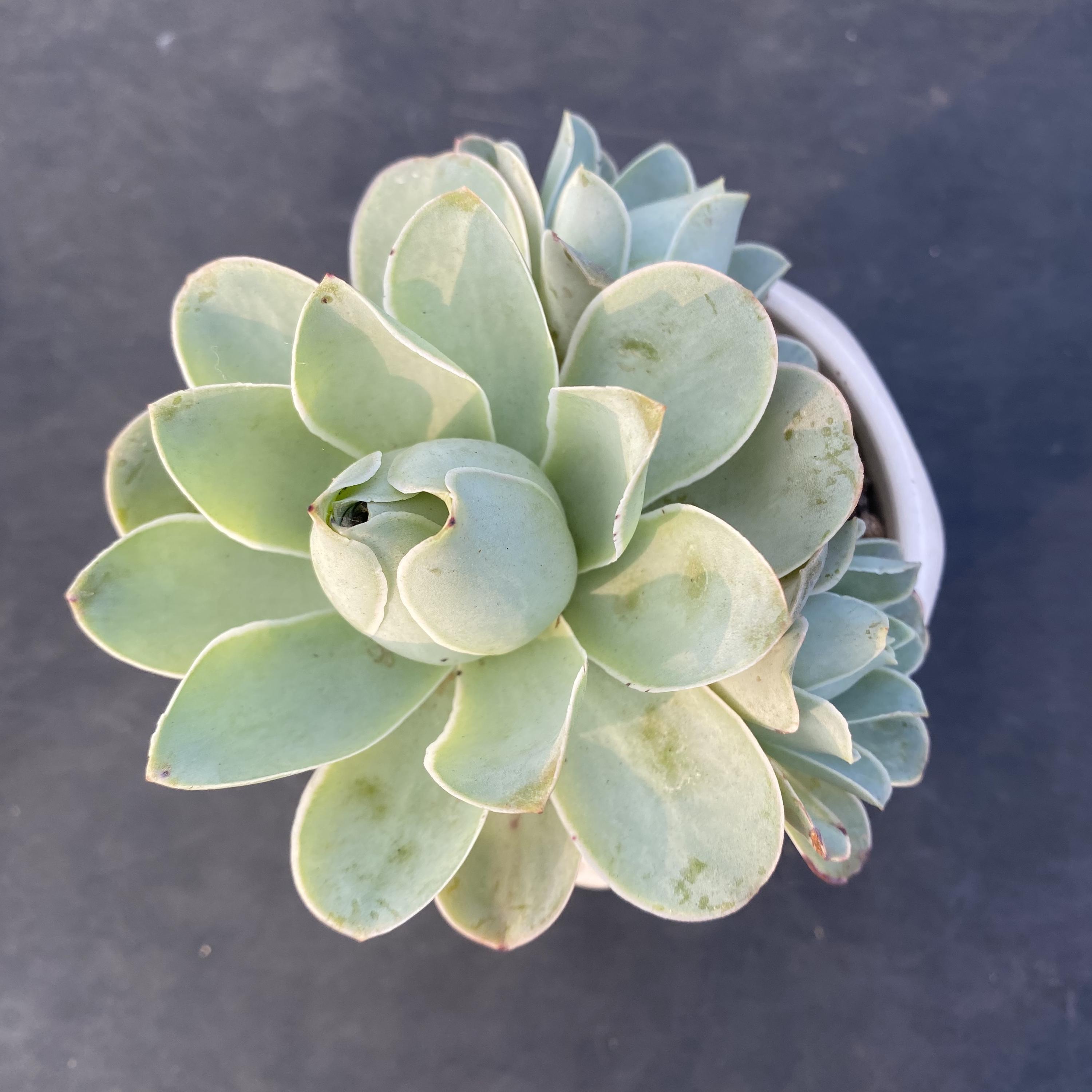 Aeonium mountain rose plant - Etsy 日本