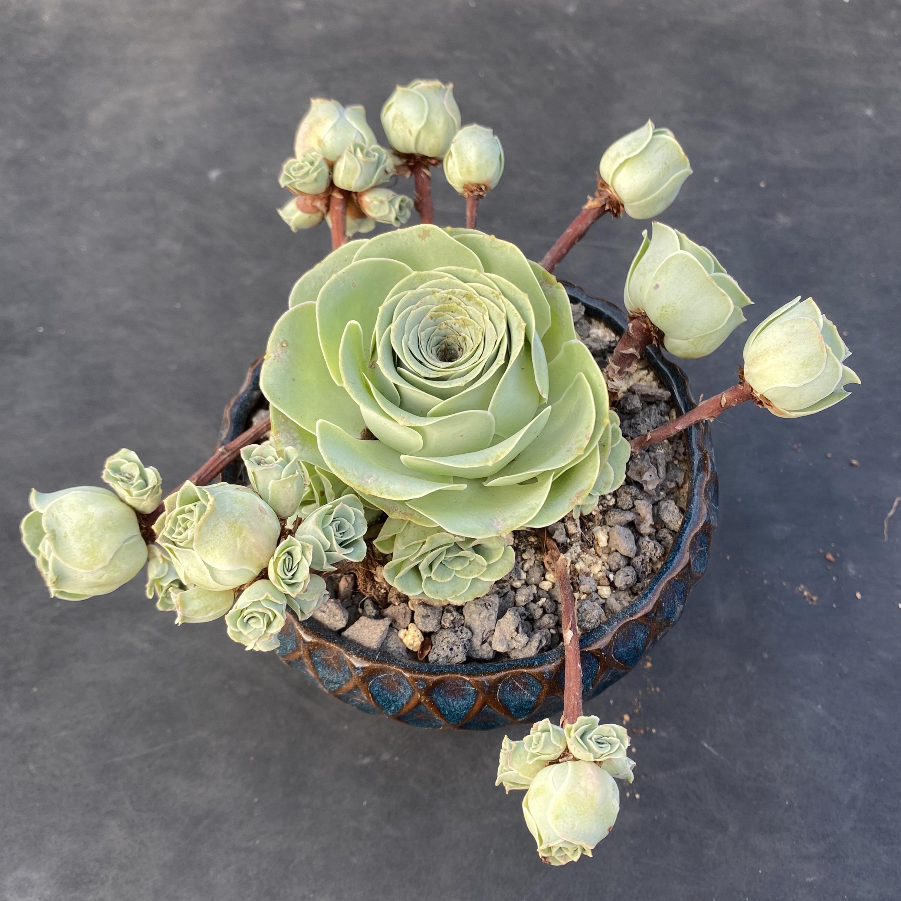 Rare aeonium - Etsy 日本