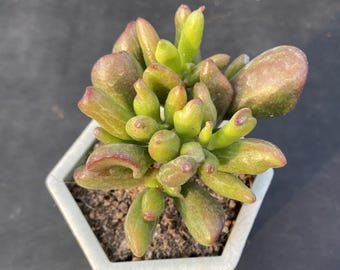 2.8" Crassula 'Money Tree' | Rare Succulents | Plants