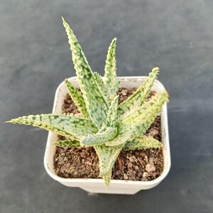 May include: A small succulent plant with variegated, pointed leaves featuring a mottled pattern of light green, cream, and white. The plant is potted in a square white plastic container filled with dark, textured potting soil and organic matter.