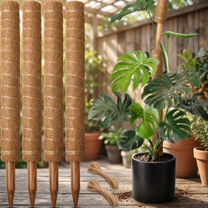 May include: A collection of brown coir plant poles with wooden stakes, ideal for supporting climbing plants. The image also shows a Monstera plant growing with the support of a coir pole, and two bundles of twine.