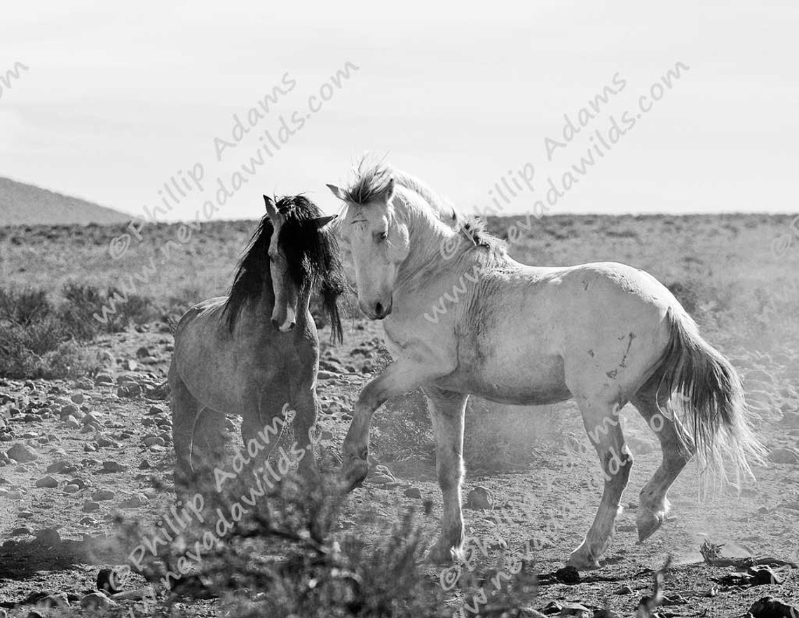 A Brief Encounter 3 Mustang Stallions 8.5 x Etsy