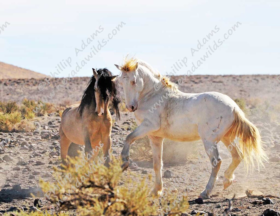 A Brief Encounter 3 Mustang Stallions 8.5 x Etsy