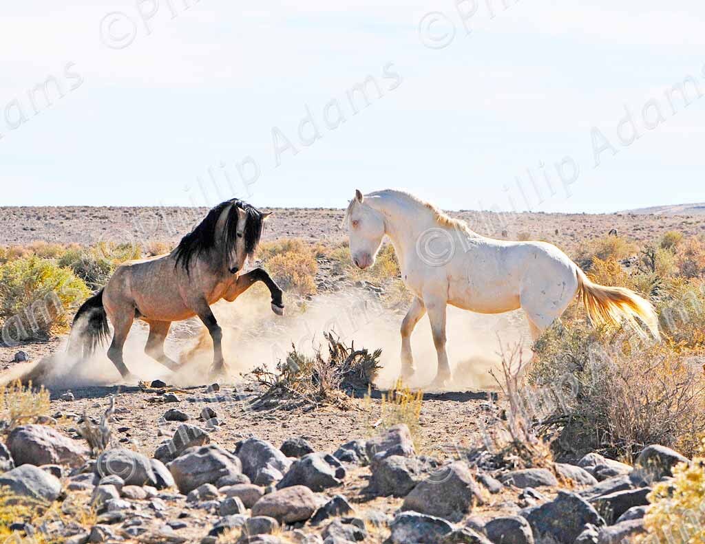 A Brief Encounter 2 Mustang Stallions 8.5 x Etsy