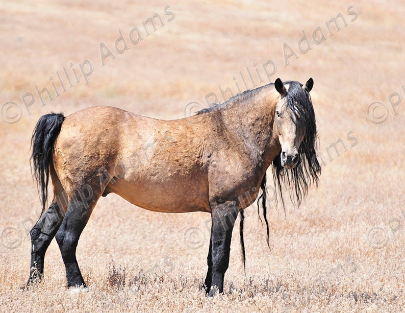 Mustang Stallion 8.5 x 11 Meste\u00f1o 20