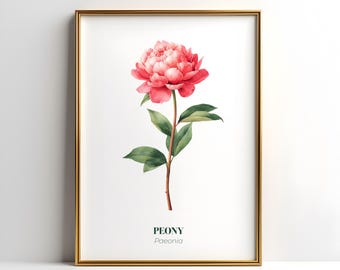 Pfingstrose Druck, botanische Wandkunst