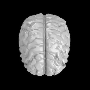 May include: A white anatomical model of a human brain. The brain is shown in detail, with all of the major lobes and structures visible.