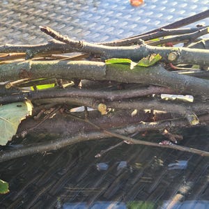 Op de afbeelding: Een bundel vers gesneden takken met groene bladeren. De takken hebben verschillende tinten bruin en grijs, sommige tonen verse snijtekens. De bladeren zijn heldergroen en voegen een vleugje kleur toe aan de natuurlijke opstelling.