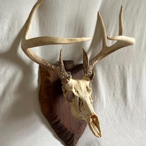 May include: A deer skull with large antlers mounted on a dark brown wooden plaque. The skull is off-white, and the antlers are a light tan color. The plaque has a decorative edge.