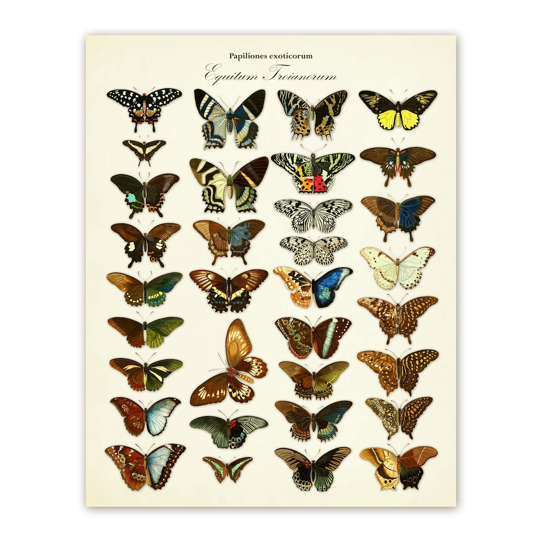 Butterfly Poster Digital Download - 11x14, Victorian, Antique, Vintage ...