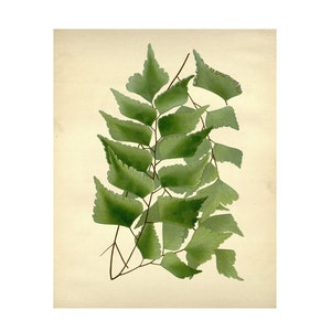 Vintage Botanical Floral Leaf/Greens Series Plate 5 Digital Download: 8x10, specimens, vntage-look, printing and framing, decoupage