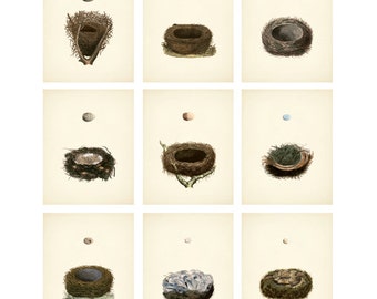Vintage Vogel Nest MEGA Set von neun Digital Download: 11 x 17 große Bilder, ähnlich wie Wiederherstellung Hardware Baby