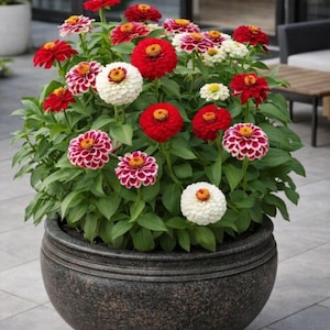 May include: A large, dark gray stone planter overflowing with vibrant zinnias. The flowers display a mix of red, white, and pink petals with yellow centers, set against lush green foliage. The planter sits on a gray tiled surface.