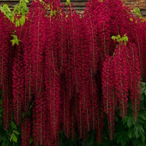 Peut inclure: Gros plan sur une plante aux longues grappes de fleurs rouge foncé en cascade. Les fleurs pendent vers le bas, créant un effet de rideau. Des feuilles vertes sont visibles en haut et en bas, contrastant avec les fleurs rouges.