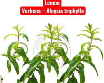 Hierba luisa orgánica entera – Aloysia triphylla, corte crudo n.° 1 – Secada tradicionalmente