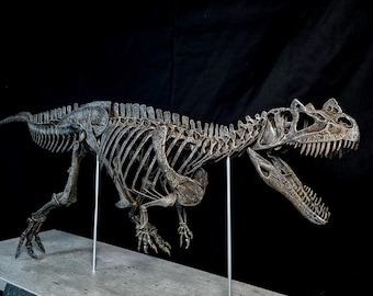 Ceratosaurus Full Skeleton 105 cm - Scale 1:5 Museum Quality Resin Replica