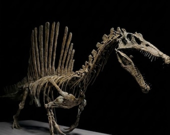 Massive 85cm Spinosaurus Skeleton Replica | Museum-Quality Dinosaur Fossil Sculpture on Display Base | Paleontology Art & Home Decor