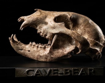 Cave Bear Skull Replica, Museum Grade Ursus Spelaeus Fossil Reproduction, Prehistoric Ice Age Decor, Paleontology Gift, Resin Bear Skull