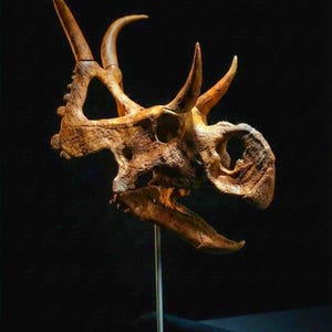 May include: A detailed, brown Triceratops skull replica, featuring prominent horns and a frill. The fossilized skull is mounted on a metal stand with a black base, set against a dark background, showcasing the prehistoric artifact.